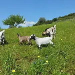 圣马蒂纽金塔旅馆