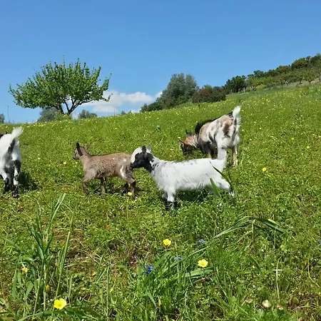 Quinta De Sao Martinho